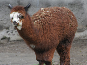 Фото Альпака