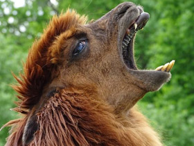 Фото Альпака