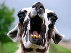 Фото Альпака