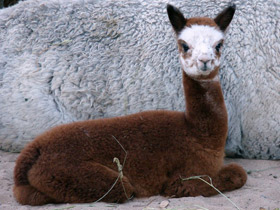 Фото Альпака