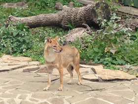 Смотреть фото Обыкновенный шакал Фото Обыкновенный шакал