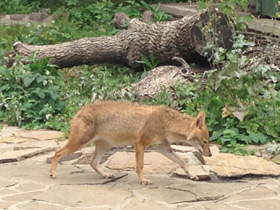 Смотреть фото Обыкновенный шакал Фото Обыкновенный шакал