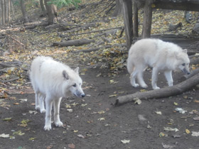Смотреть фото Волк Фото Волк