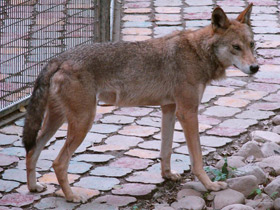 Смотреть фото Волк Фото Волк