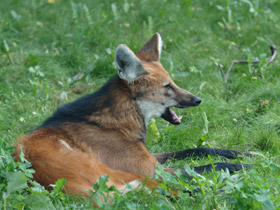 Фото Гривистый волк