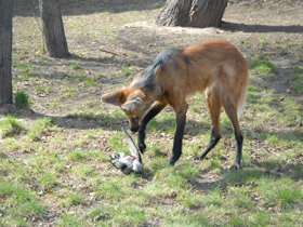 Фото Гривистый волк