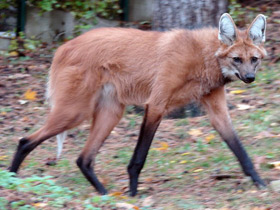 Фото Гривистый волк