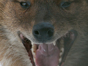 Смотреть фото Красный волк Фото Красный волк