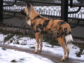 Смотреть фото Гиеновая собака Фото Гиеновая собака