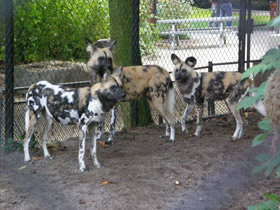 Смотреть фото Гиеновая собака Фото Гиеновая собака