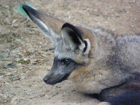 Фото Большеухая лисица