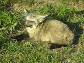 Фото Большеухая лисица