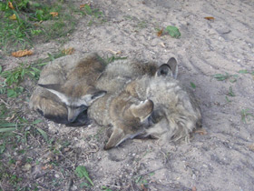 Фото Большеухая лисица