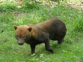 Фото Кустарниковая  собака