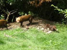 Фото Кустарниковая  собака