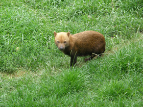 Фото Кустарниковая  собака
