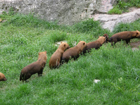 Фото Кустарниковая  собака