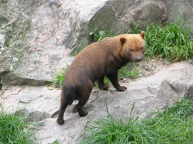 Фото Кустарниковая  собака