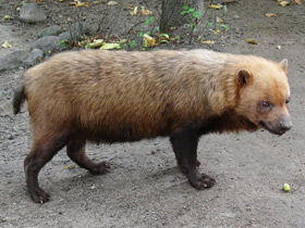 Фото Кустарниковая  собака