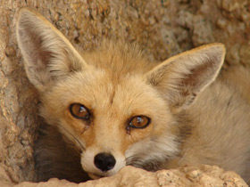 Фото Лисица