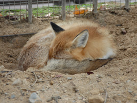 Фото Лисица