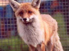 Фото Лисица