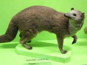 Смотреть фото Мелкозубый мунго Фото Мелкозубый мунго