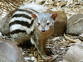Смотреть фото Мунго Грандидье Фото Мунго Грандидье