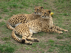 Гепард Гепард