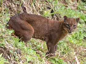 Смотреть фото Золотая кошка Фото Золотая кошка