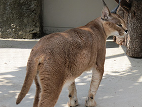Смотреть фото Каракал Фото Каракал