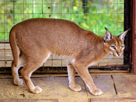 Смотреть фото Каракал Фото Каракал