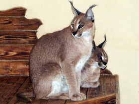 Смотреть фото Каракал Фото Каракал