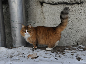 Смотреть фото 10 удивительных фактов о кошках Фото 10 удивительных фактов о кошках