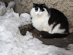 Смотреть фото 10 удивительных фактов о кошках Фото 10 удивительных фактов о кошках