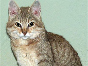 Смотреть фото Лесной кот Фото Лесной кот