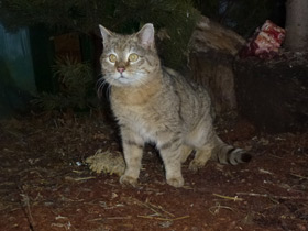 Смотреть фото Лесной кот Фото Лесной кот