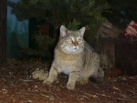 Смотреть фото Лесной кот Фото Лесной кот