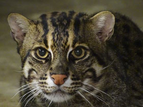 Фото Кот-рыболов