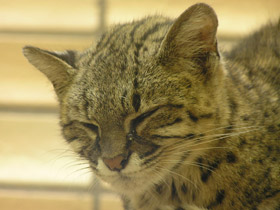 Фото Кошка Жоффруа