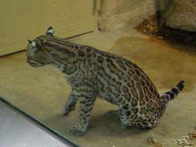 Смотреть фото Оцелот Фото Оцелот