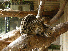 Смотреть фото Маргай Фото Маргай