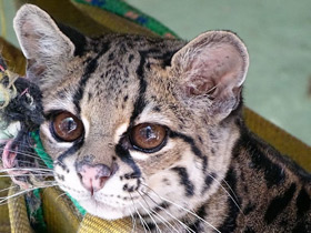 Смотреть фото Маргай Фото Маргай