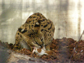 Смотреть фото Сервал Фото Сервал