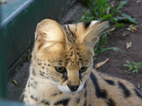 Смотреть фото Сервал Фото Сервал