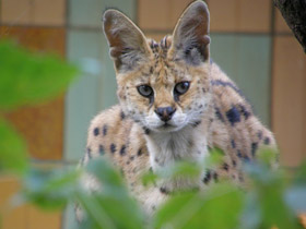 Смотреть фото Сервал Фото Сервал