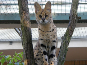 Смотреть фото Сервал Фото Сервал