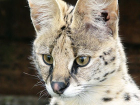 Смотреть фото Сервал Фото Сервал