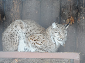 Смотреть фото Европейская рысь Фото Европейская рысь