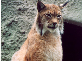 Смотреть фото Европейская рысь Фото Европейская рысь